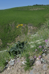 Handelia trichophylla