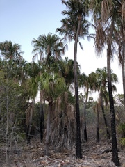 Livistona decora