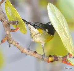 Coereba flaveola sanctithomae