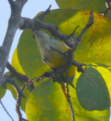Coereba flaveola sanctithomae