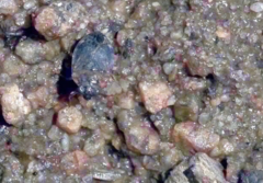 Ochteridae