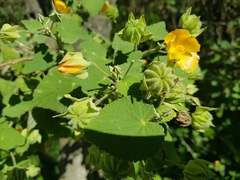 Callianthe pauciflora