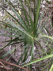 Livistona decora