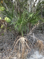 Livistona decora