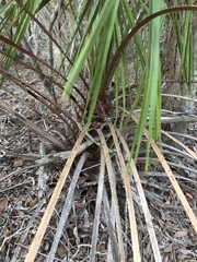 Livistona decora