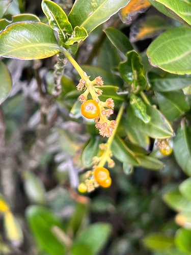 Palicourea boqueronensis, photograph 6