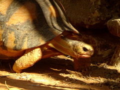 Astrochelys radiata