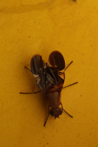 Unknown species found near White River Gardens, 1200 W Washington St, Indianapolis, IN 46222, USA