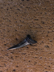 Lamniformes