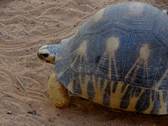 Astrochelys radiata