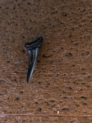 Lamniformes