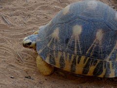 Astrochelys radiata