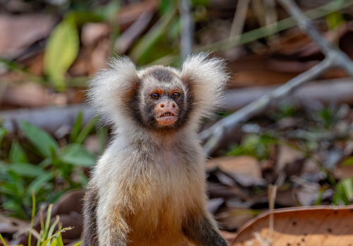 Santarém Marmoset