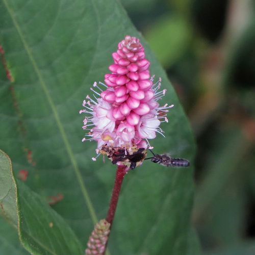 Persicaria amphibia iNat (1)