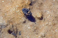 Ochteridae