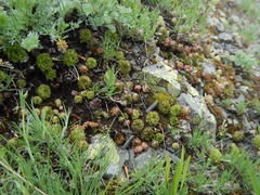 Sempervivum caucasicum