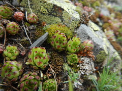 Sempervivum caucasicum