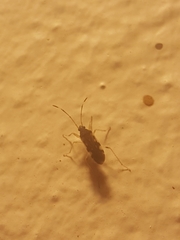 Ozophora burmeisteri