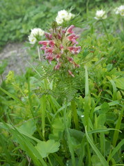 Pedicularis panjutinii