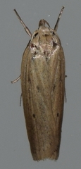 Gonioterma mistrella