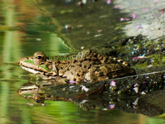 Pelophylax ridibundus