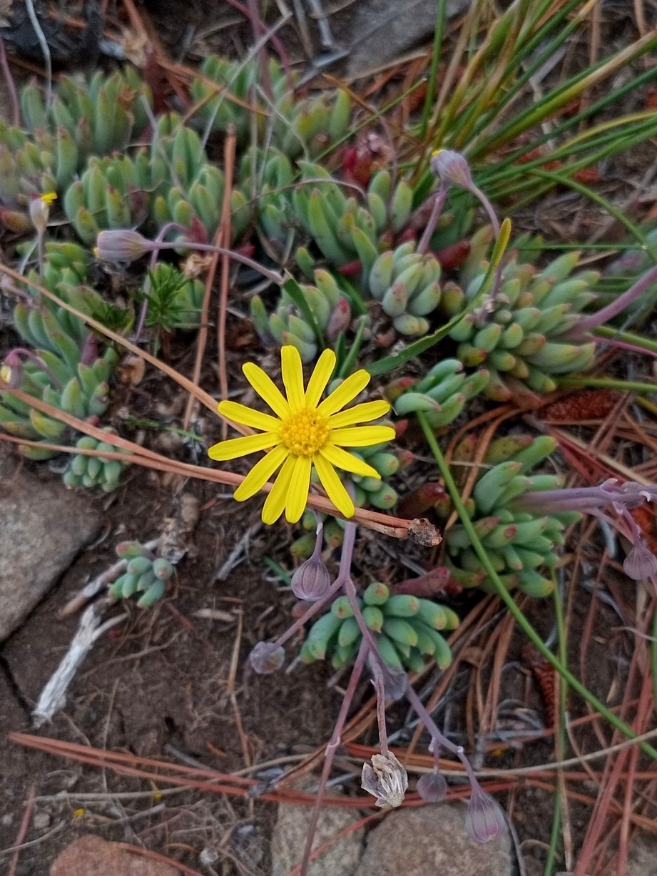 Little Pickles (usa (Crassothonna capensis)