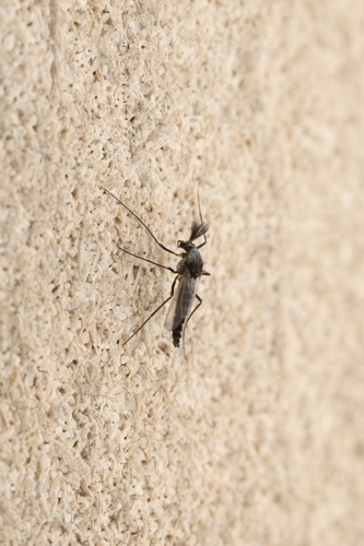Unknown species found near White River Gardens, 1200 W Washington St, Indianapolis, IN 46222, USA