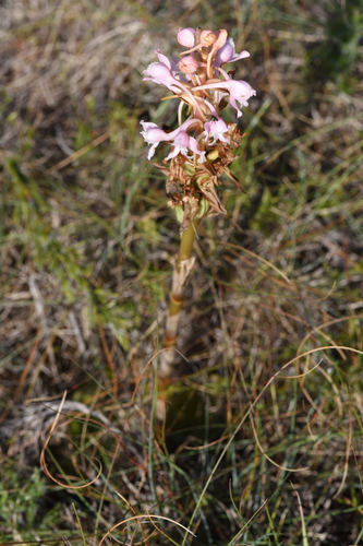 Membrane Satyre (Satyrium membranaceum)