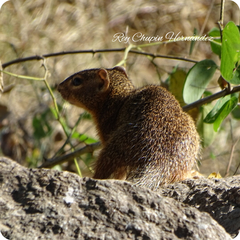 Notocitellus adocetus