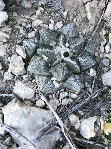 Ariocarpus fissuratus