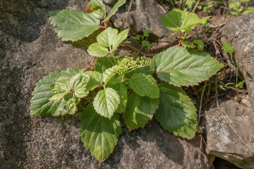 Cyphostemma dhufarense