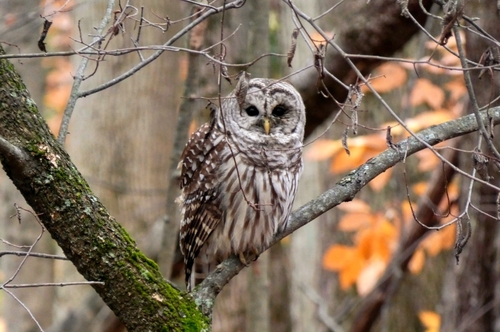 View observation of {o.common_name} on iNaturalist