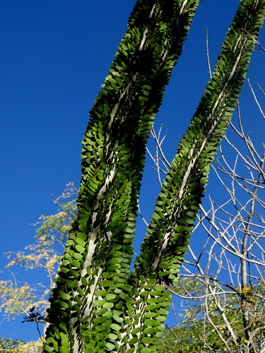 Madagascar Ocotillo