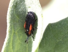 Microrhopala rubrolineata