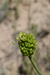Allium filidentiforme