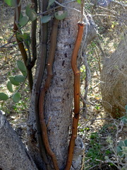 Vanilla madagascariensis