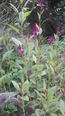 Celosia argentea plumosa