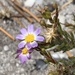 Zyrphelis foliosa - Photo (c) Matthew Fainman, μερικά δικαιώματα διατηρούνται (CC BY), uploaded by Matthew Fainman