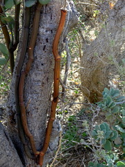 Vanilla madagascariensis
