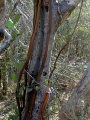 Vanilla madagascariensis