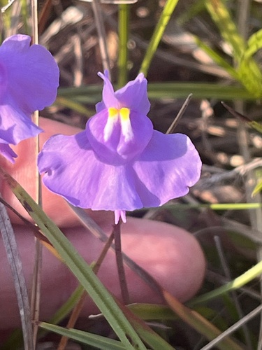 Utricularia tricolor, photograph 2