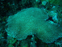 Mycetophyllia