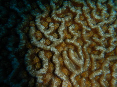 Mycetophyllia