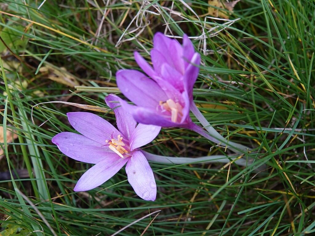 Colchicum autumnale