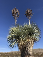Yucca rostrata