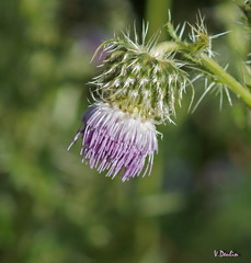 Cirsium echinus