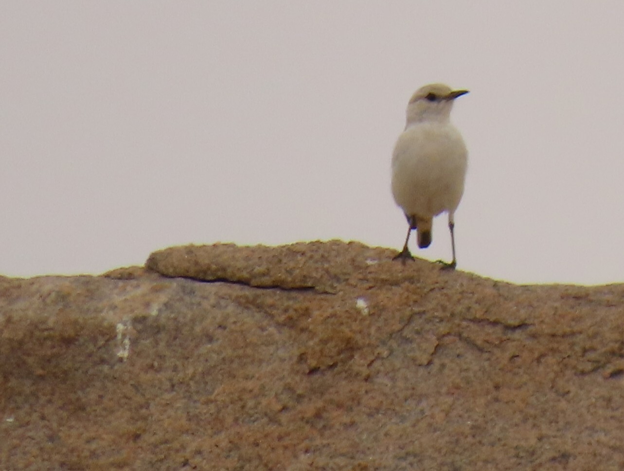 Tractrac Chat (Emarginata tractrac), photo 6