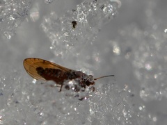 Trioza obtusa