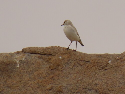 Tractrac Chat (Emarginata tractrac), photo 10