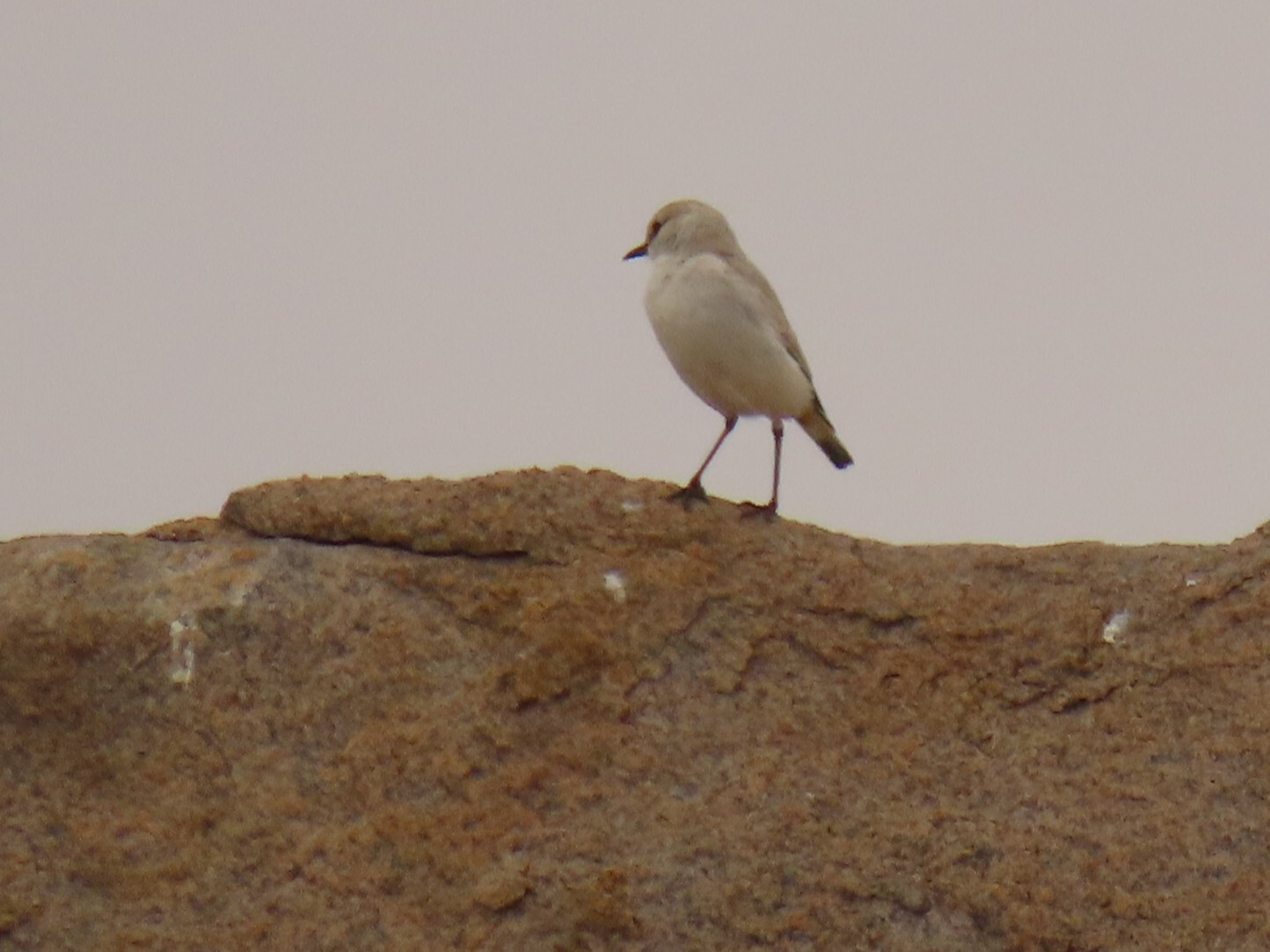 Tractrac Chat (Emarginata tractrac), photo 7
